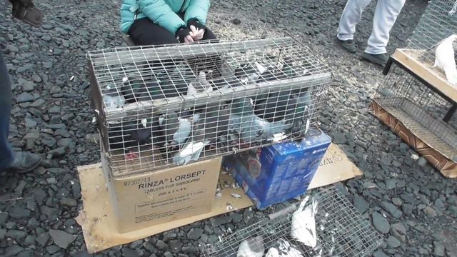 Ярмарка голубей 19.03.2023.Город Аксай