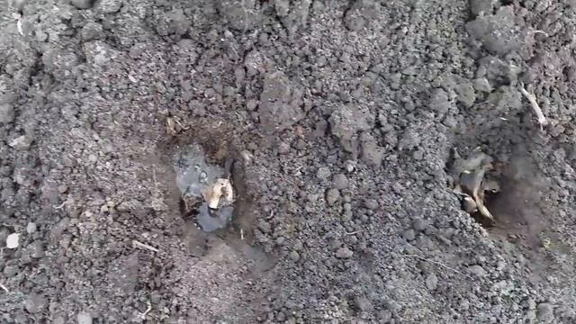 Посадка томатов в мае в грунт . Без теплицы смотреть онлайн