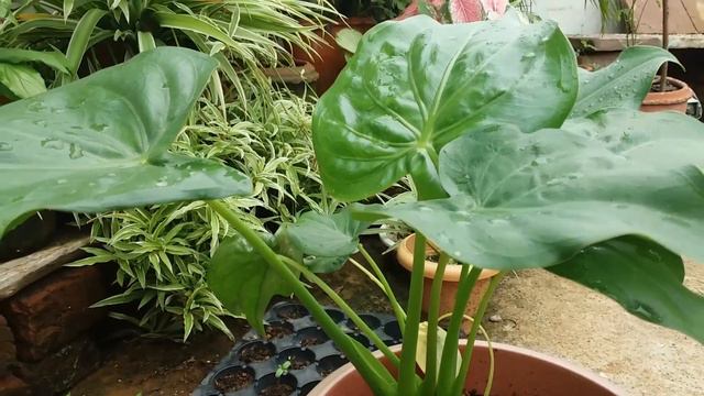 How to Grow Alocasia Cucullata a Rare plant|| अलोकेसिया को कैसे उगाए смотреть онлайн
