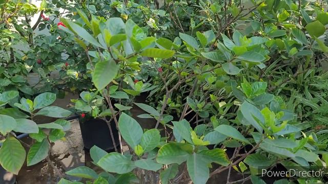 Gardenia हरे पत्तों फ़ूलों से भर जाएगा ये winters मे, Winter Care of Gardenia Let's Garden Up,👍 смотреть онлайн