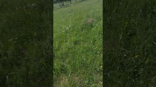 электропастух и ее реальность смотреть онлайн