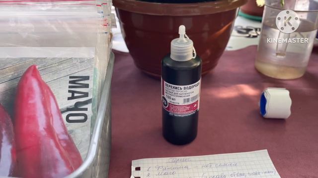 🏡 Vlog из светёлки. Кладу на проращивание семена томатных гномов и перцев. Сею Бакопу в стаканчики смотреть онлайн