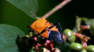 самые большие жуки планеты