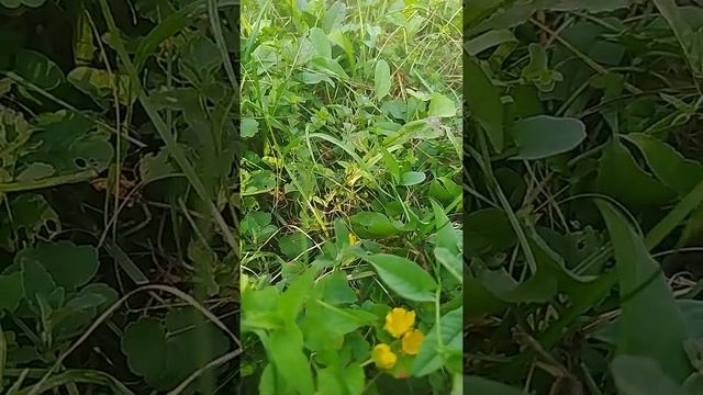 наглядный пример, как изнашиваются крылья у пчёл! смотреть онлайн