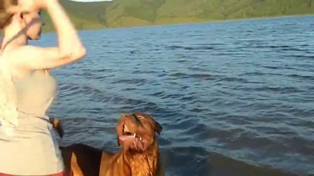 Dogue de Bordeaux learns to swim. Бордоский дог учится плавать смотреть онлайн