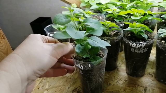 ВЫРАЩИВАЮ НЕМНОГО РАССАДЫ НА ПРОДАЖУ В КВАРТИРЕ ? ЧТО ПОЛУЧАЕТСЯ, ЧТО НЕ ОЧЕНЬ?? смотреть онлайн