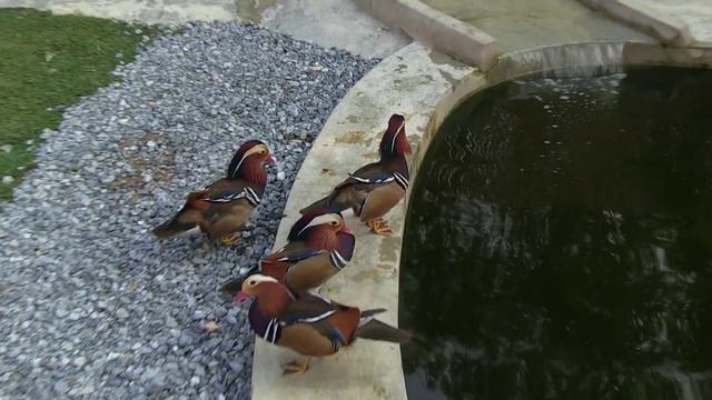 Выходной с Леонидом в The Country Village. смотреть онлайн