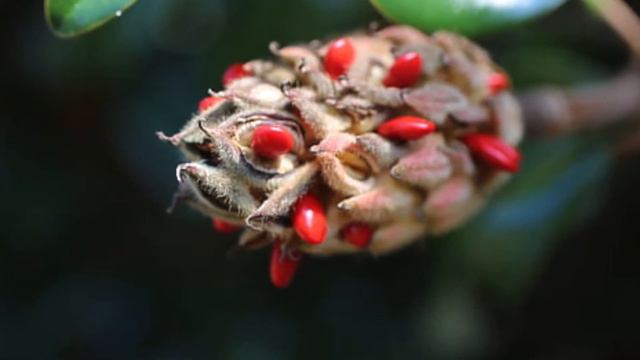 Backyard Biology - Magnolias смотреть онлайн
