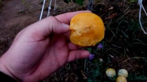 Плуот Flavor Queen - как слива с привкусом конфеты!