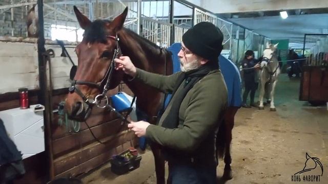 Два варианта, как надеть уздечку смотреть онлайн