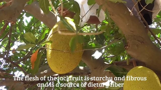 HOW TO PLUCK JACK FRUIT FROM TREE | HEALTHY VILLAGE FOOD смотреть онлайн