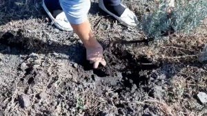 Лаванда. Октябрь хорошее время для пересадки лаванды.