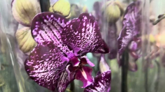 Вау! Обзор Орхидей (Одесса садовый центр) смотреть онлайн