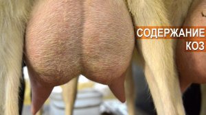 Зааненские, Альпийские, Нубийские козы. Агротуристический центр по Ярославскому шоссе