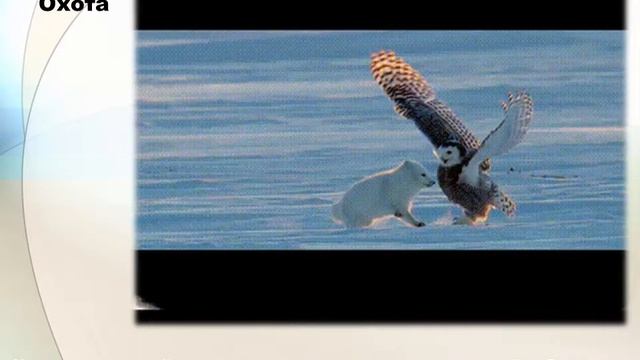 Анимированное видео (Gif) на тему « Белая сова » смотреть онлайн