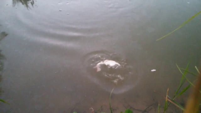 Карпы питаются смотреть онлайн