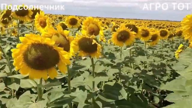 Подсолнечник по подсолнечнику Нертус сорт Прими Евролайтинг АГРО ТОТ смотреть онлайн