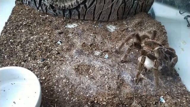 Кормление паука птицееда Lasiodora parahybana смотреть онлайн