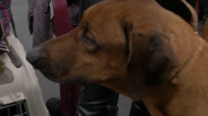 Родезийский риджбек: что такое ридж и что это за порода?