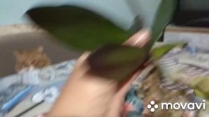 Орхидея замерла в своем росте.Что делать?