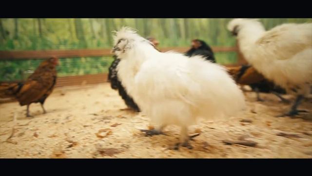 Погрузитесь в мир доброты с Контактным Зоопарком "СТРАНА ЕНОТиЯ"! смотреть онлайн