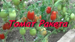 Томат Ракета