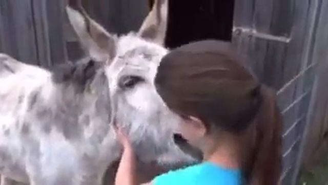 Класс , как встречает Ишак свою хозяйку они очень долго не виделись , супер :))) смотреть онлайн