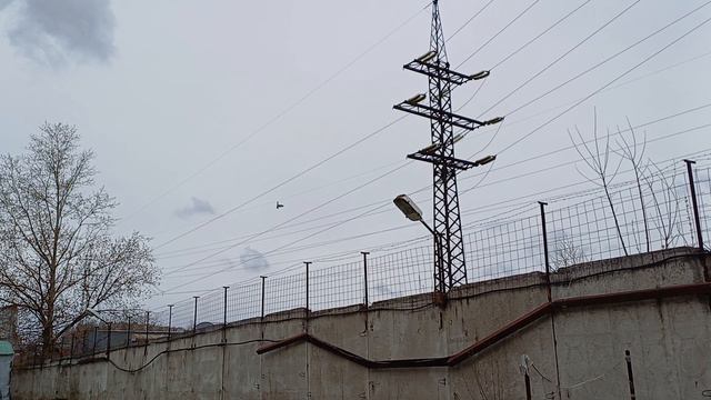 Пустельга атакует.mp4