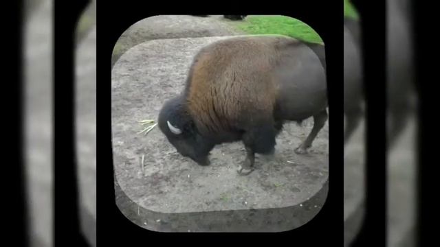 Германия. Зоопарк Нюрнберг. Zoo Nürnberg смотреть онлайн