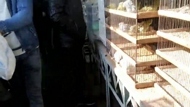 ТОШКЕНТ, ЯНГИОБОД,БОЗОРИ, БАРАХОЛКА,НАРХЛАРИ смотреть онлайн