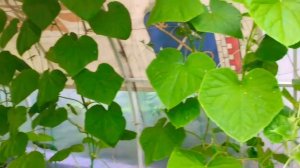 УДОБРЯЕМ ОГУРЦЫ ЗОЛОЙ! Кукуруза в теплице ???