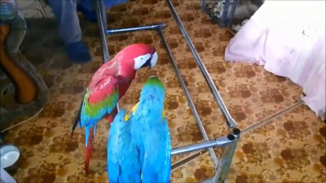 Попугаи какаду,венесуэльские амазоны,ара-купаем./Cockatoo parrots, Venezuelan amazons, macaws смотреть онлайн