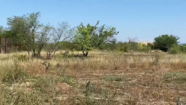 УНИКАЛЬНО ! Лев Марсель ПРИНИМАЕТ СВОЕГО ЛЬВЕНКА ! смотреть онлайн