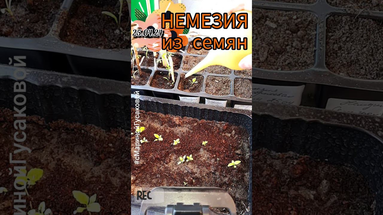 ЦВЕТЫ которые лучше ПЕТУНИЙ? НЕМЕЗИЯ посев 2 апреля Сегодня 25 апреля пикировка | сМаринойГусаковой смотреть онлайн