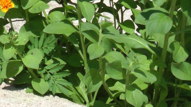 Кузьминовка 10 07 2011 смотреть онлайн