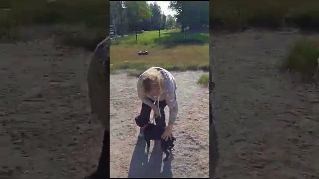 Барьер Хана Французский Бульдог Жил Был Кинолог Моя Жизнь Кино Музей Псов смотреть онлайн
