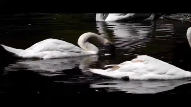 Инструментальная Музыка Лебеди Лунное Танго. смотреть онлайн