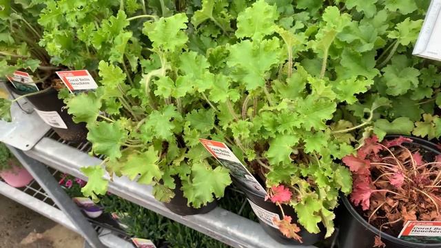 Coral Bells (Heucheras) Beautiful & Frustrating!