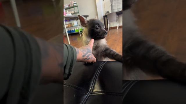 Угадайте, что за покемон смотреть онлайн