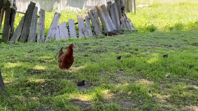 ОСТАВИЛИ ХОЗЯЙСТВО И УЕХАЛИ В ГОСТИ К БАБУШКЕ В ДЕРЕВНЮ! НАША ФЕРМА! ЖИЗНЬ ПРОСТЫХ ЛЮДЕЙ В ДЕРЕВНЕ! смотреть онлайн