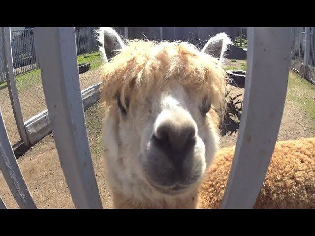 Альпака в Гродненском Зоопарке 2018 смотреть онлайн