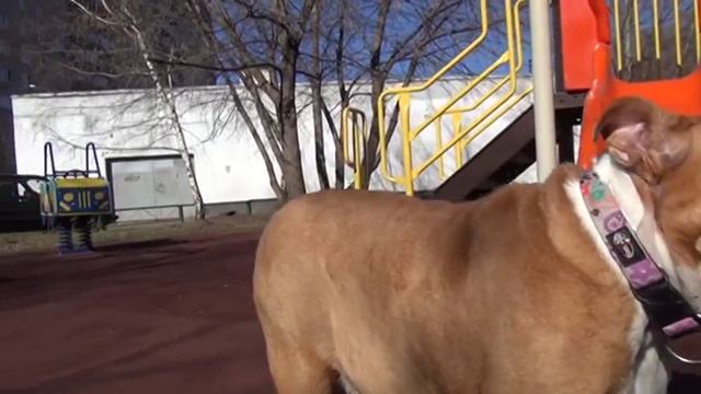 Культурный ШОК) Первая прогулка Маруси) как приучить щенка к улице. PR company BulldogFILL смотреть онлайн