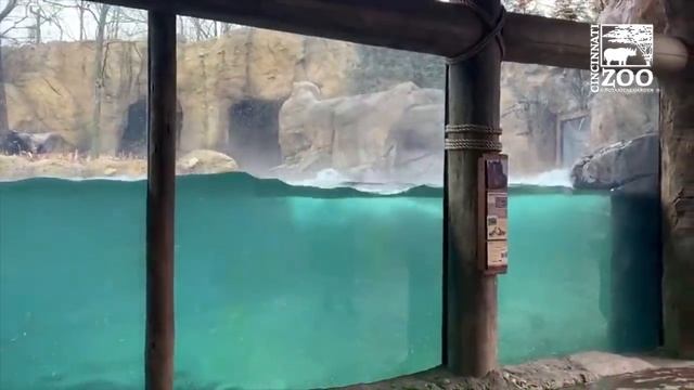 Hippo Fiona Having a Whale of a Good Time - Cincinnati Zoo смотреть онлайн