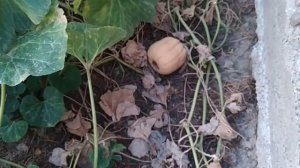 Тыква Матильда F1 первая репродукция (из собранных семян)