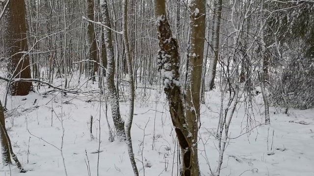 Осинки. Лоси. Лес. Красотааа :) смотреть онлайн