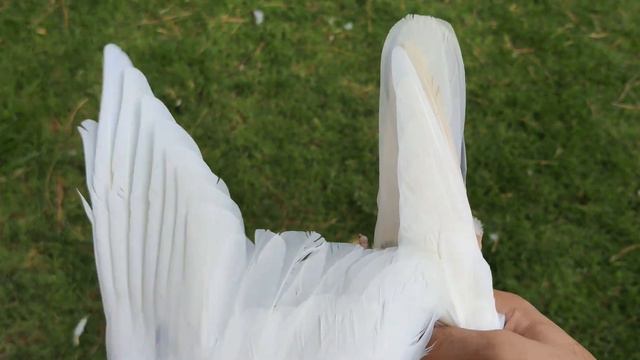 ch sher afgan SB ka bataira pigeon смотреть онлайн