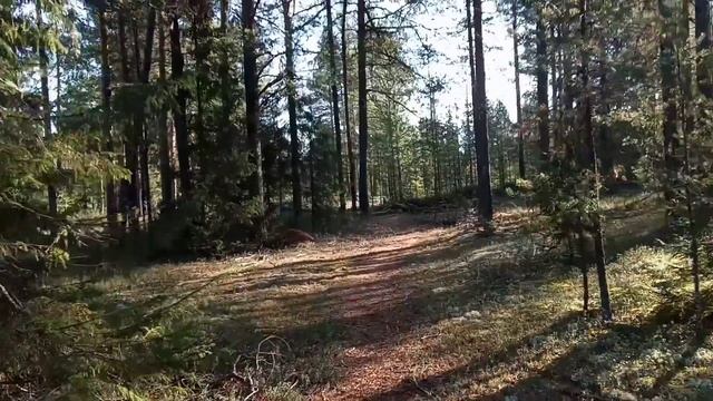 Перешёл речку на лодке и пошёл в тайгу за грибами. смотреть онлайн