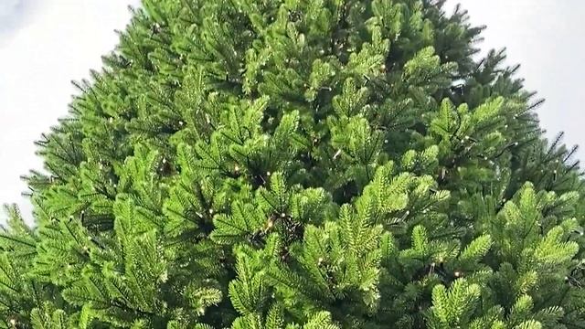 Искусственная елка 8 метров | isk-elki.ru смотреть онлайн