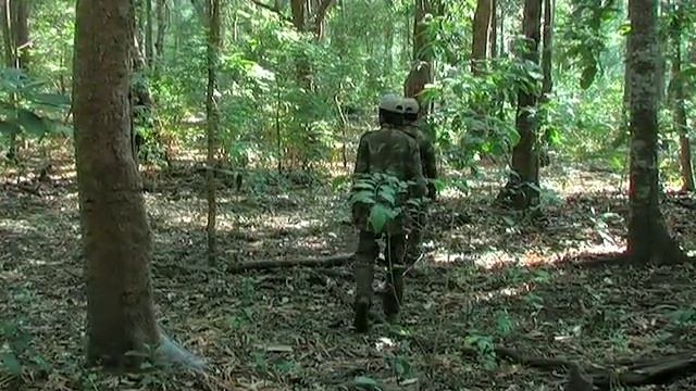 Segment 4 of 9: Monitoring Tigers - Line Transect PART 2 смотреть онлайн