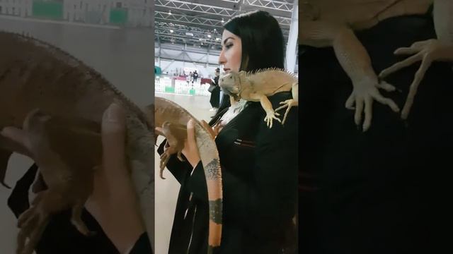 Хочу обрести друга игуану. Советуете? Джона Борта смотреть онлайн